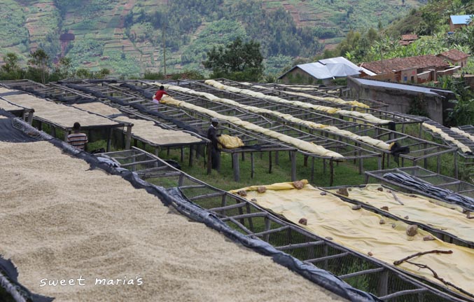 Green coffee dries on raised beds at Kageyo washing station in Ngororero, Rwanda.
