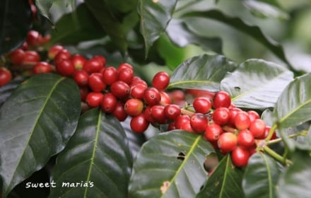 honduras coffee overview library