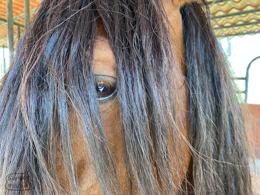 Emo Horse