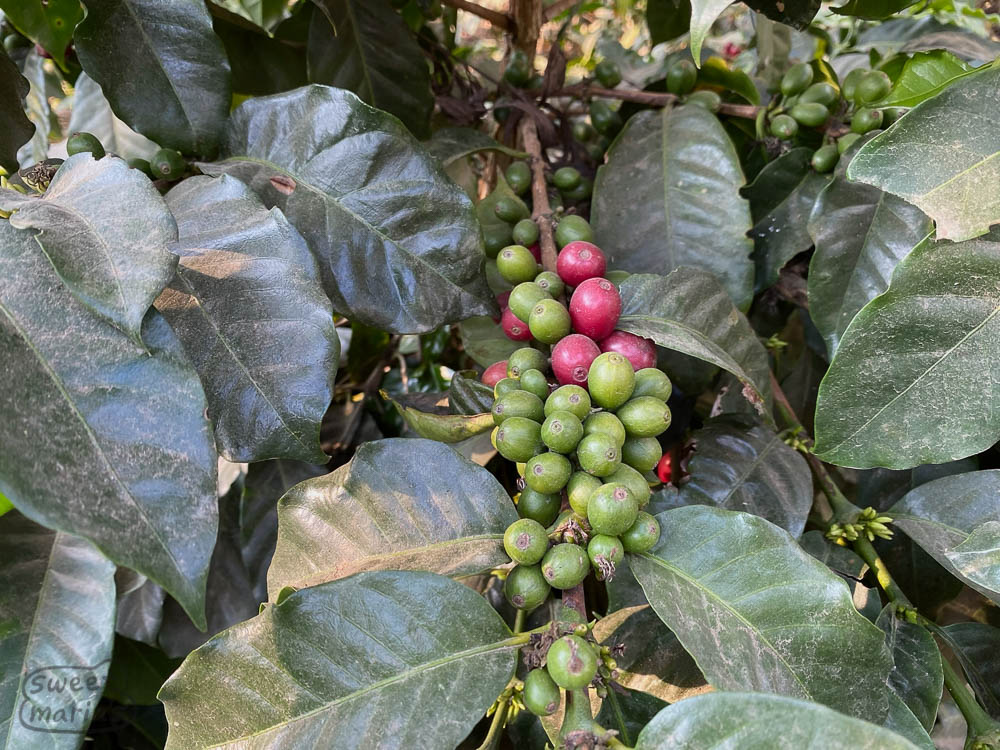 Actual real fruit of the coffee tree