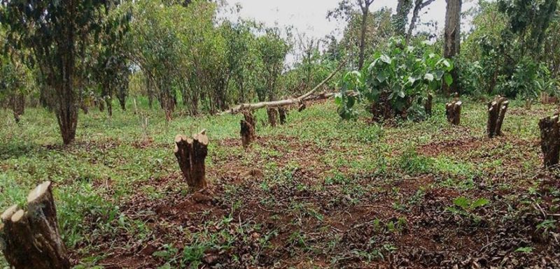 The Stumping Project contribution