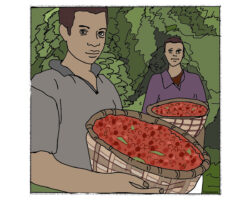 Understanding Our Farm Gate Coffee Program Sweet Marias Farm Gate Drawing by T.O.