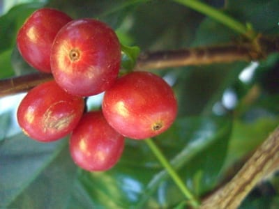 Detail of coffee cherry from plant grown in Oakland