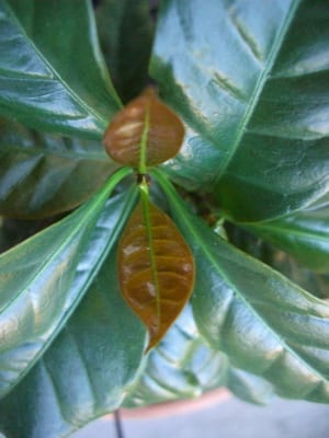 Unique dark leaves of a Purpurascens variety plant