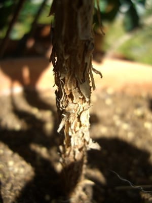 Detail of the "trunk" of a mature coffee plant