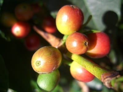 partial ripe coffee berries, called pintones in some places
