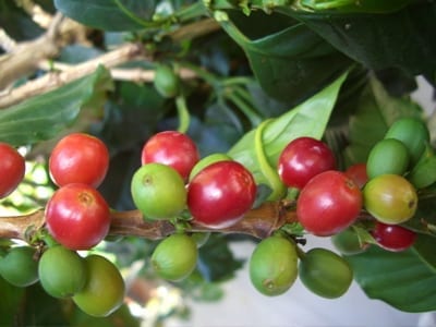 Mixed ripening on a branch