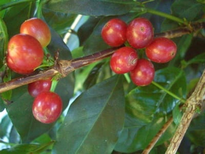 Clumping habit of a bourbon variety coffee plant