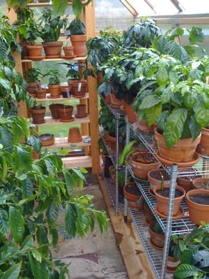 more coffee plants at various stages