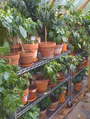 At the time of writing the greenhouse had 45 varieties of arabica and a couple robusta types