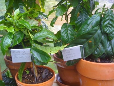 Some details of the plant tags. Murta de Hoja Grande!