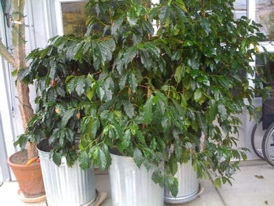 The more mature coffee plants are outdoors in large galvanized cans.