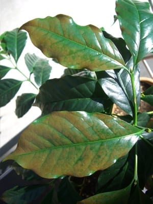 Coffee likes partial sun, and leaves can get burned if overexposed