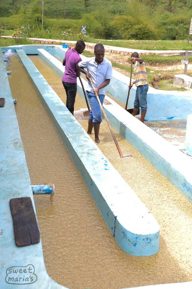The washing channel is used to grade the coffee for quality as well as agitate off the remaining mucilage from fermentation.