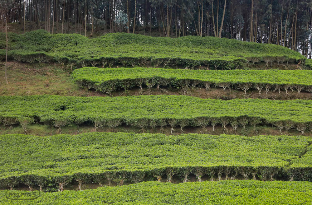 Tea is an important crop in Rwanda as well, and Rwandan tea is know for its excellent quality. Tea is farmed by coops, as well as large companies that lease land from the government.