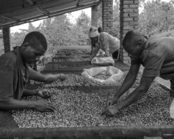 Rwanda - Getting Back to Coffeelands