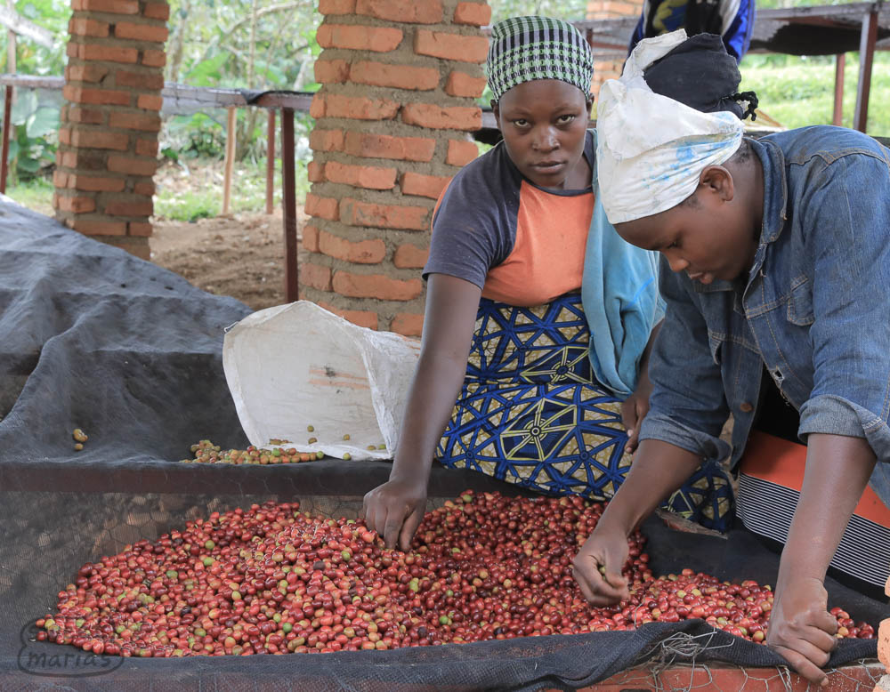 Before delivering coffee cherry, farmers are expected to sort out the overripe and underripe. By law they are paid for the total volume they bring though, independent of ripeness.