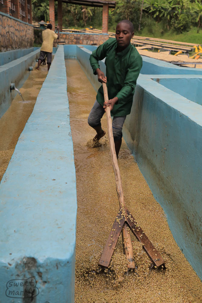 Pushing the coffee through the channel is intense physical work. The "rakes" are made from local eucalyptus, and require a lot of force to push through the wet coffee mass.