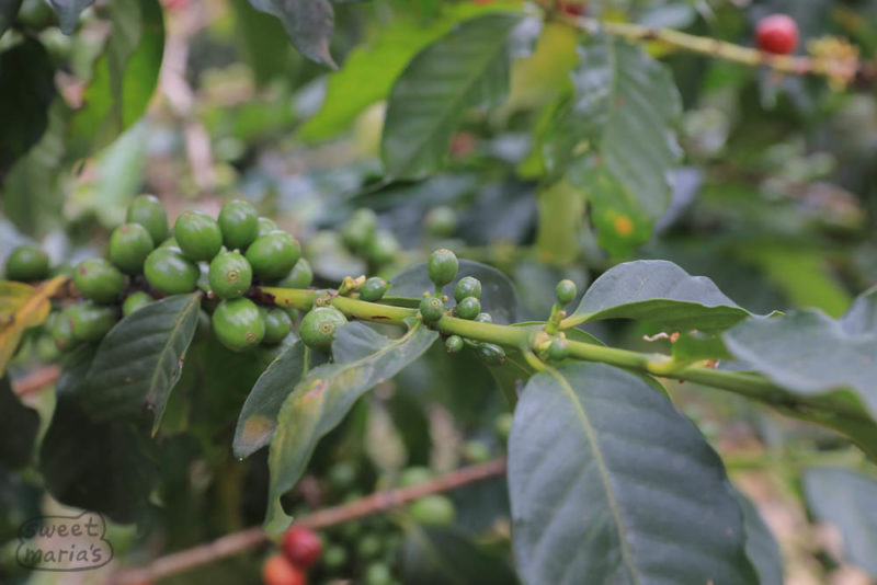 Rwanda - Getting Back to Coffeelands - Sweet Maria's Coffee Library