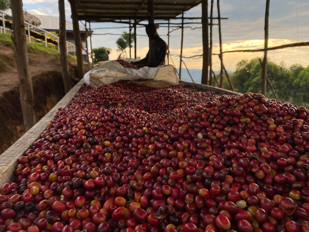 The coffee cherry from the day is spread out for sorting up at Kanyege station. This coffee is sorted differently since it is bound for sun drying as natural (dry process) coffee.