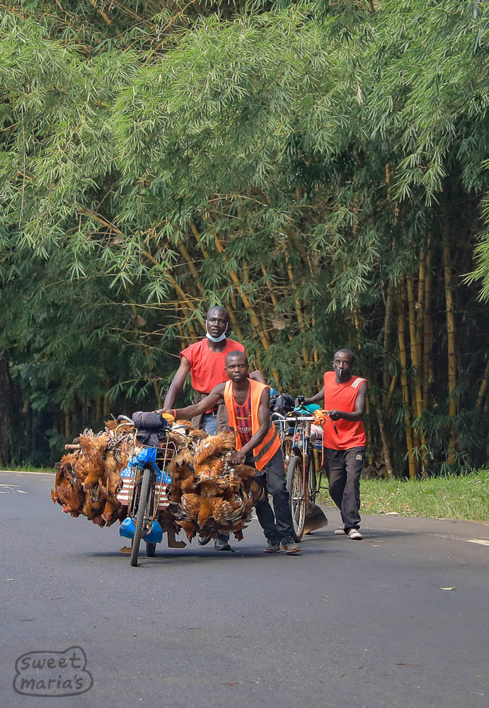Driving south toward Bukavu, Congo, I saw these guys with a serious load of chickens bound for market. Haven't seen that before...