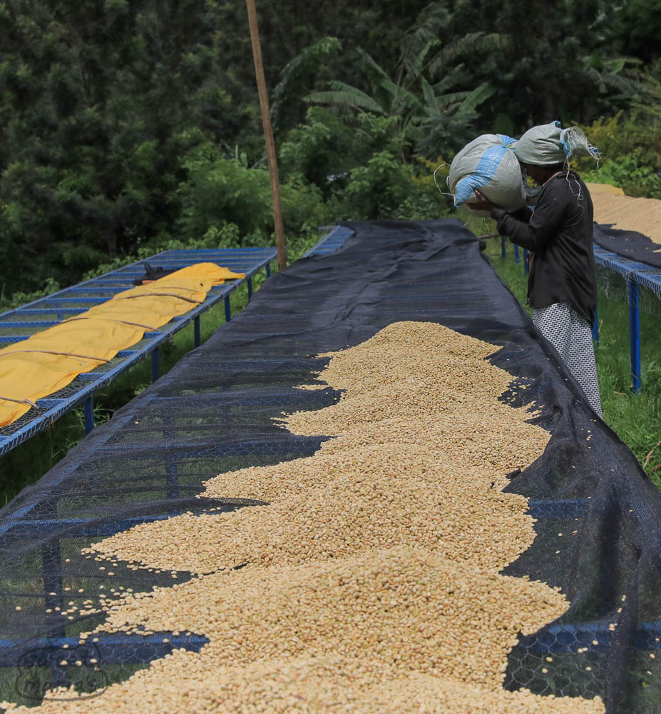Once the coffee is loaded to the beds, it will be rotated regularly to dry evenly, often usung small rakes. Then the people will pass through each and every bed to hand pick defects a second time (it was done once in the shade).