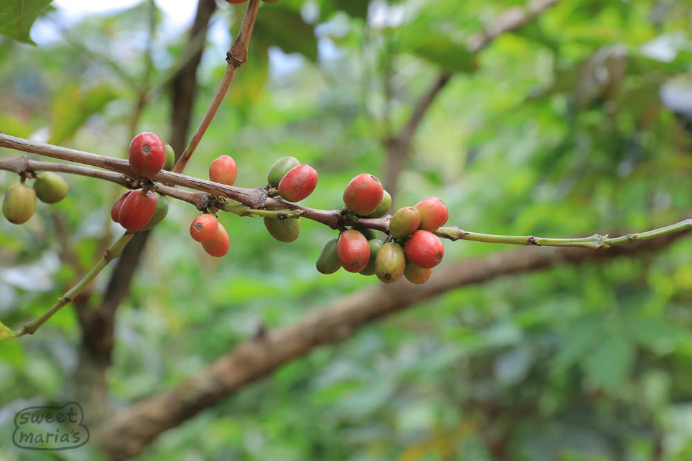 At Gaseke station, harvest is winding down with just a bit of coffee coming from the higher and colder climes. But there was some cherry still ripening on trees nearby