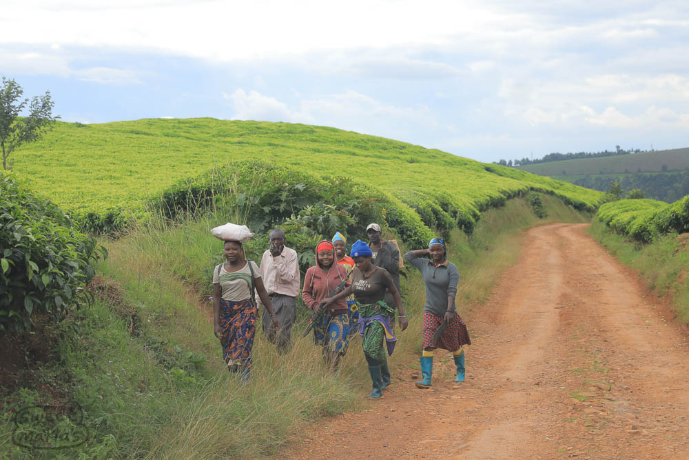 Tea is also labor intensive, but involves wide tracks of tree-less open land. The land is sometimes divided into separate lots that coops work, or in some cases leased to large companies like Unilever.