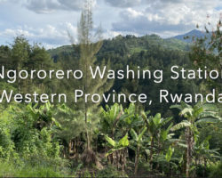 Rwanda Coffee - Ngororero Washing Station