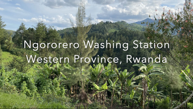 Ngororero Coffee Rwanda