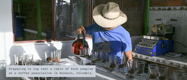 Preparing to cup test a table of farm samples at a coffee association in Buesaco, Colombia.