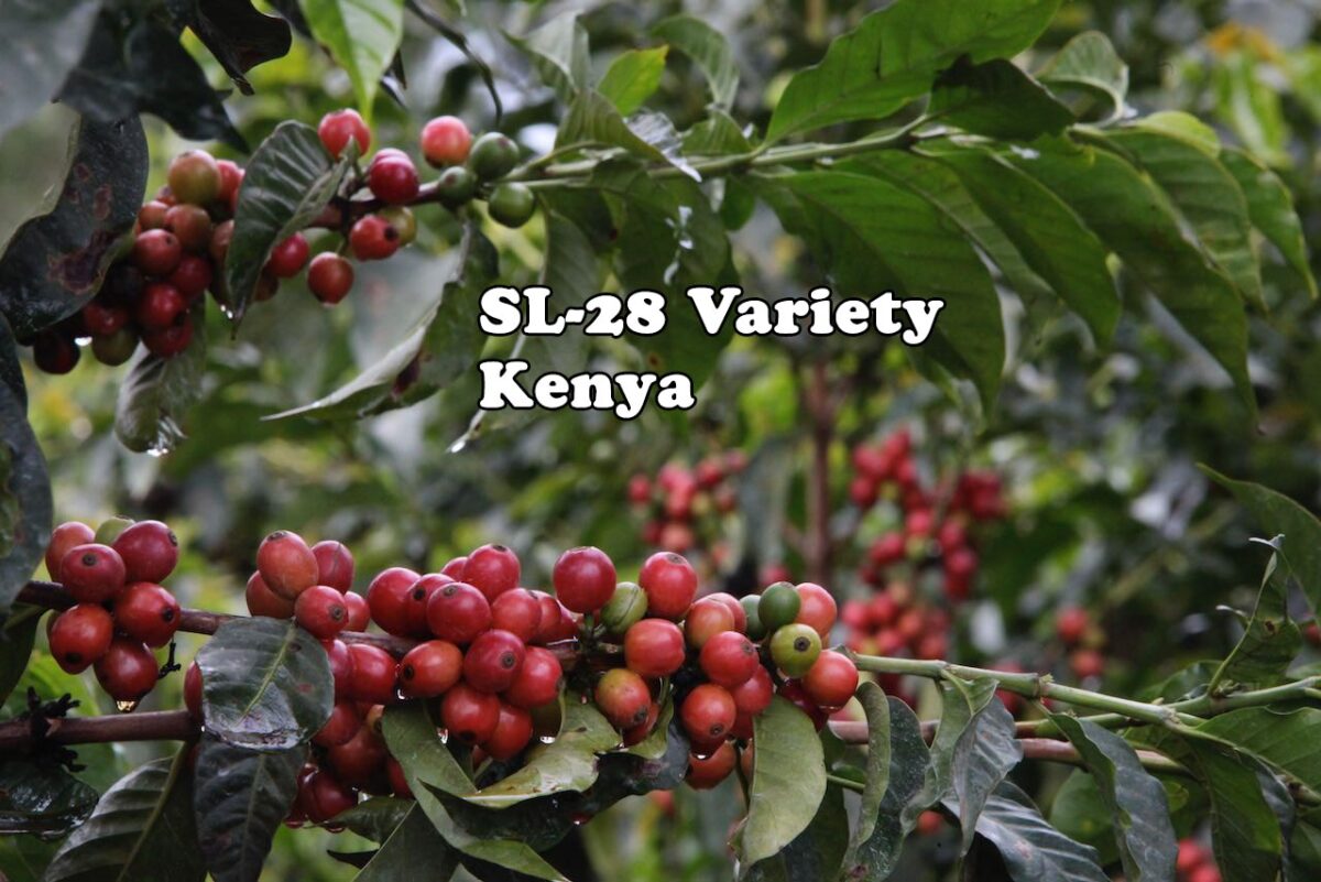 Kenya - SL-28 Cultivar - Nyeri Kenya