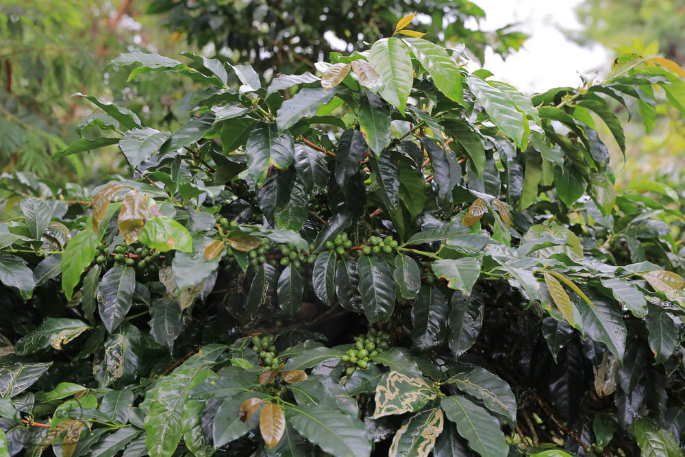 "Mother Tree 1" Coffee Plant