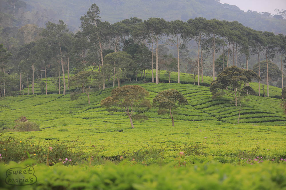 Rancabali tea farms