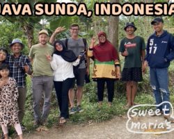 Indonesia Coffee Video Travelogues