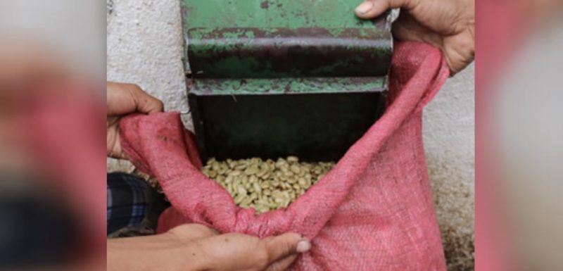 Nicaragua - Green Coffee Outlook