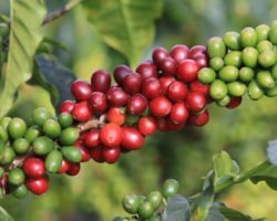 Coffee cherry at La Mesita farm in Timana, Colombia