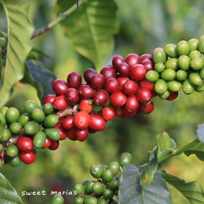 Coffee cherry at La Mesita farm in Timana, Colombia