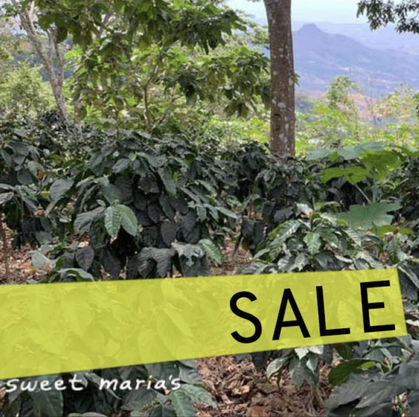 sweet marias holiday green coffee sale