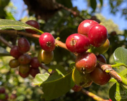 Help a Farmer Stump a Coffee Tree!