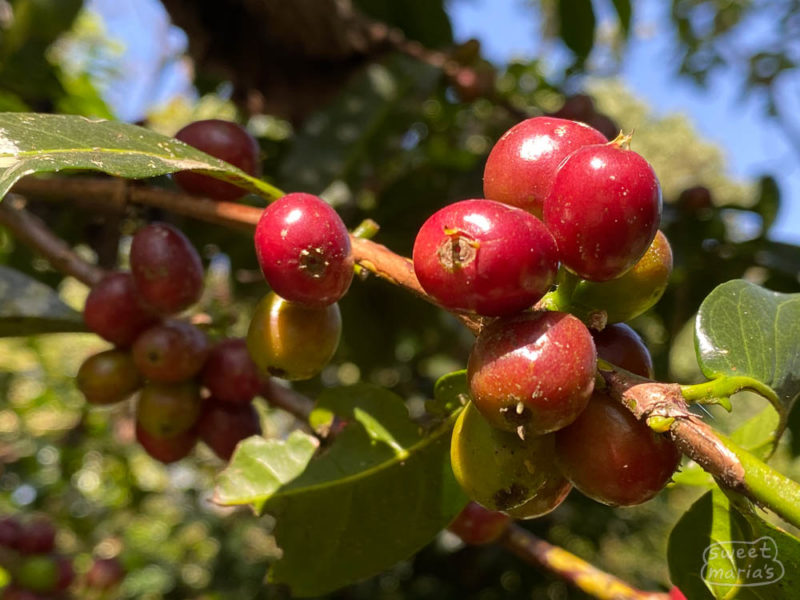 If you go to origin you can get really close to coffee cherry and take a photo, proving you were there. This is variety 74110, no joke. I love taking these kinds of photos with my phone camera