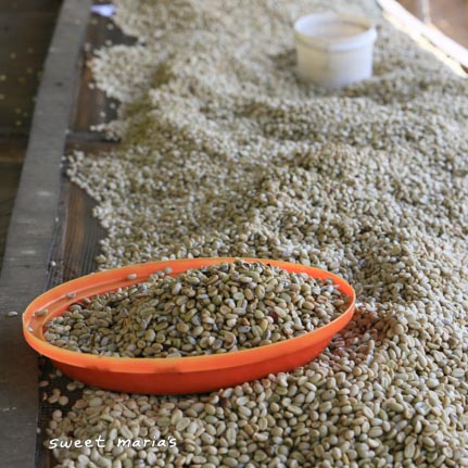 skin drying wet parchment at the Gitesi washing station in Rwanda.
