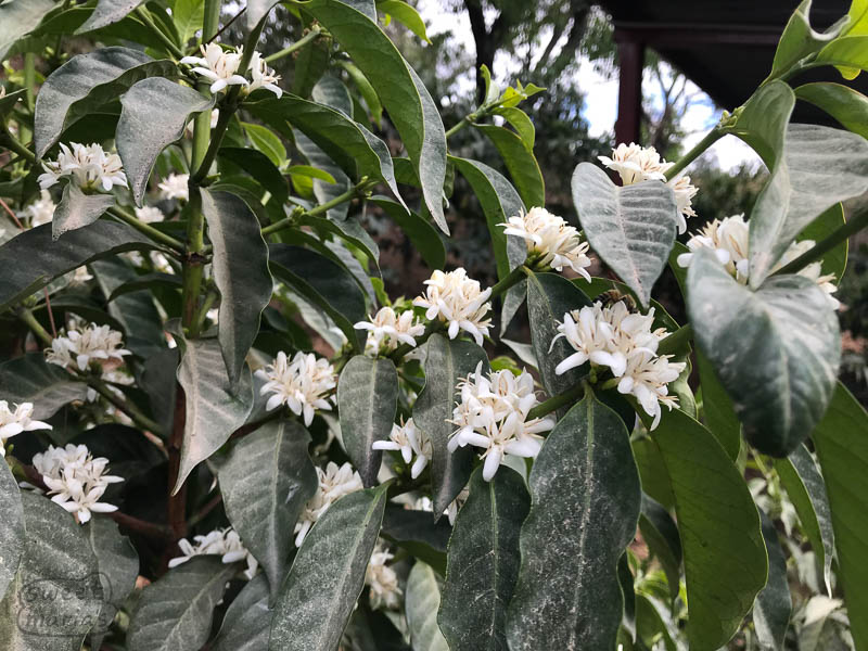 Fragrant, white coffee flowers at the Aguacatones farm in Huehuetenango, Guatemala.