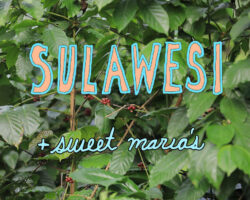 Sulawesi coffee growing areas