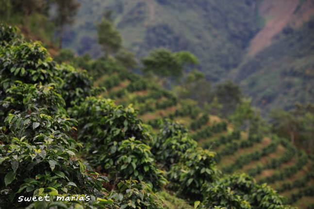 Neatly planted rows of coffee shrubs in San Pedro Necta, Huehuetenango.