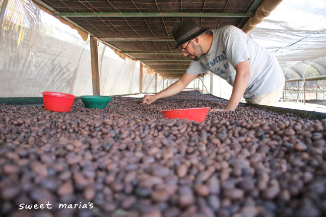 Pablo Alceron removes a few unripe cherries from the drying beds at Cafetalera Buenos Aires in Ocotal, Nicaragua.