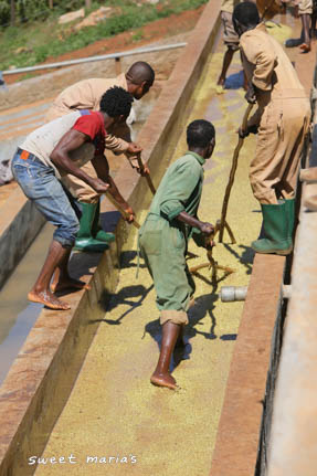 Another shot of workers in the washing channels using wooden paddles to agitate away the remaining fruit from the coffee after fermentation. Sewana.