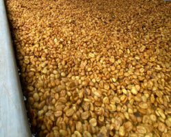 Aguacatones – honey coffee in drying house