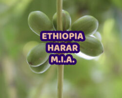 Ethiopia Harar Video