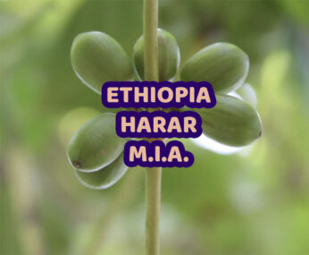 Ethiopia Harar Video